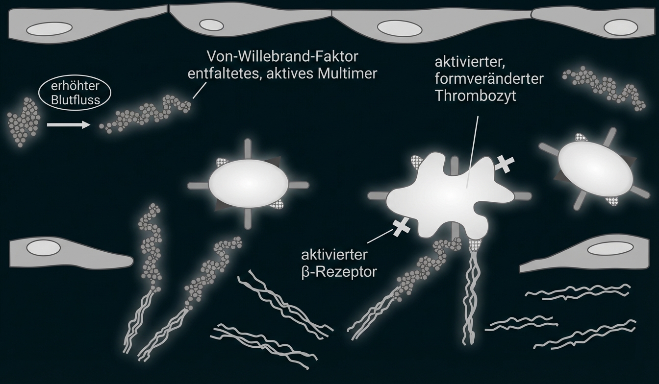 Grafik: von-Willebrand-Faktor, aktivierte Thrombozyten und Rezeptorbindung